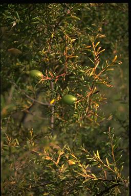 APII jpeg image of Persoonia hirsuta  © contact APII