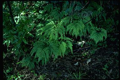 APII jpeg image of Adiantum formosum  © contact APII