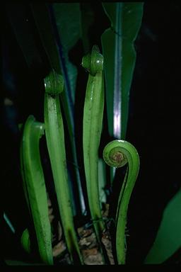 APII jpeg image of Asplenium australasicum  © contact APII