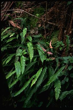 APII jpeg image of Blechnum chambersii  © contact APII