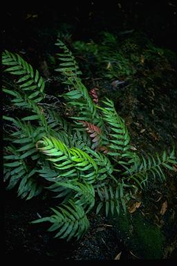 APII jpeg image of Blechnum gregsonii  © contact APII