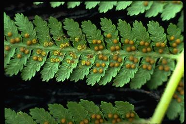 APII jpeg image of Cyathea cunninghamii  © contact APII