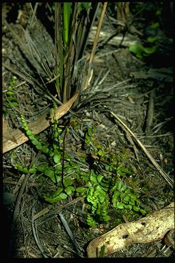 APII jpeg image of Lindsaea linearis  © contact APII