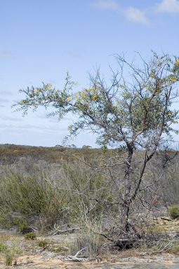 APII jpeg image of Acacia dempsteri  © contact APII