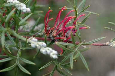 APII jpeg image of Grevillea acanthifolia subsp. stenomera  © contact APII