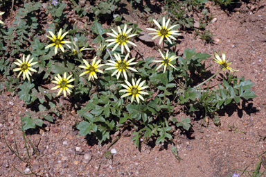 APII jpeg image of Arctotheca calendula  © contact APII