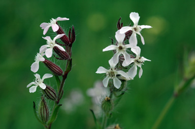 APII jpeg image of Silene gallica var. gallica  © contact APII