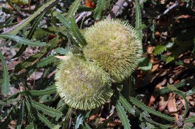 APII jpeg image of Banksia sceptrum  © contact APII