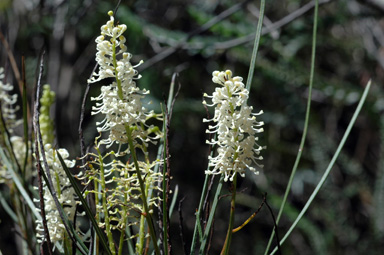 APII jpeg image of Grevillea obliquistigma  © contact APII