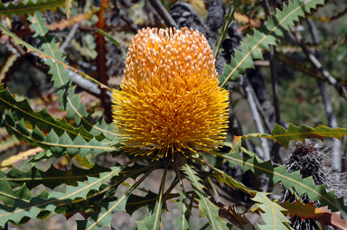 APII jpeg image of Banksia ashbyi  © contact APII