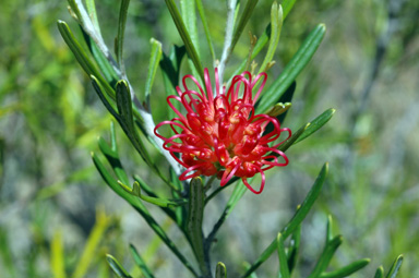 APII jpeg image of Grevillea 'Red Sunset'  © contact APII