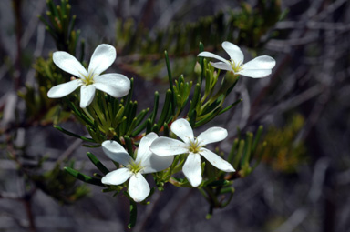 APII jpeg image of Ricinocarpos 'Bridal Star'  © contact APII