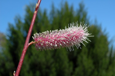 APII jpeg image of Grevillea petrophiloides subsp. magnifica  © contact APII