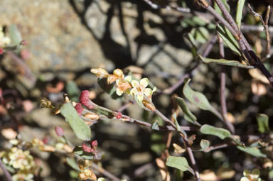 APII jpeg image of Muehlenbeckia tuggeranong  © contact APII