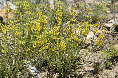 APII jpeg image of Pimelea curvula  © contact APII