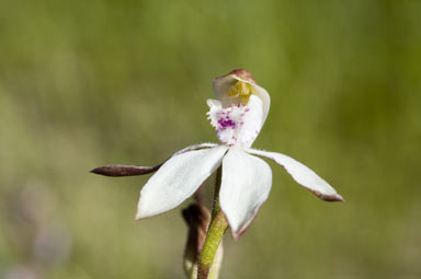 APII jpeg image of Caladenia  © contact APII