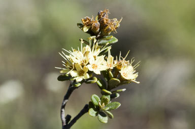 APII jpeg image of Phebalium squamulosum subsp. alpinum  © contact APII