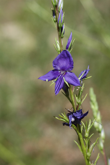 APII jpeg image of Veronica arenaria  © contact APII