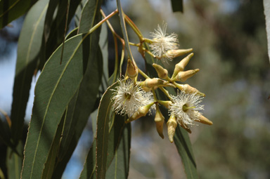 APII jpeg image of Eucalyptus fibrosa  © contact APII