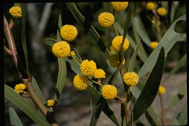 APII jpeg image of Acacia beckleri  © contact APII