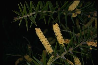 APII jpeg image of Acacia oxycedrus  © contact APII