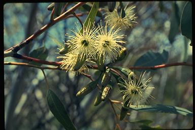 APII jpeg image of Eucalyptus salubris  © contact APII