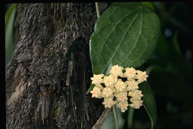 APII jpeg image of Hoya pottsii  © contact APII