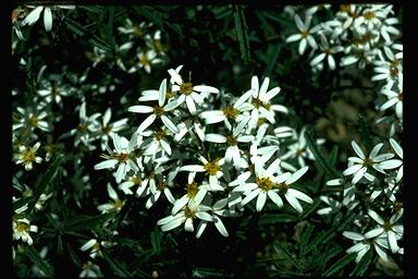 APII jpeg image of Olearia erubescens  © contact APII