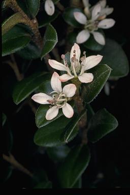 APII jpeg image of Nematolepis ovatifolia  © contact APII