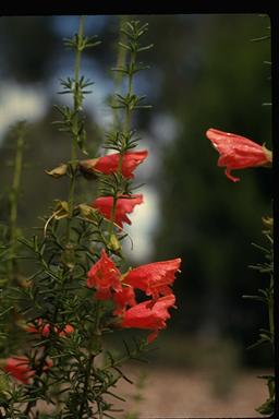 APII jpeg image of Prostanthera aspalathoides  © contact APII