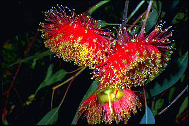 APII jpeg image of Eucalyptus caesia subsp. magna  © contact APII