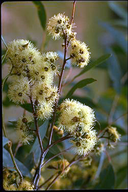 APII jpeg image of Eucalyptus macrorhyncha  © contact APII