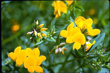 APII jpeg image of Lotus corniculatus var. tenuifolius  © contact APII