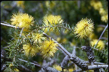 APII jpeg image of Melaleuca incana  © contact APII