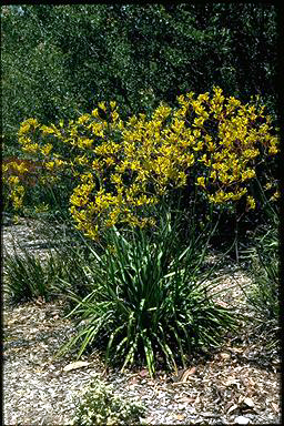 APII jpeg image of Anigozanthos 'Bush Gold'  © contact APII