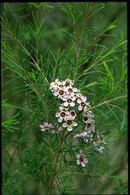 APII jpeg image of Chamelaucium 'Paddy's Lake'  © contact APII