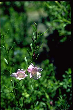 APII jpeg image of Eremophila 'Summer Time Blue'  © contact APII