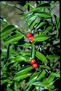 APII jpeg image of Ficus benjamina 'Baby Ben'  © contact APII