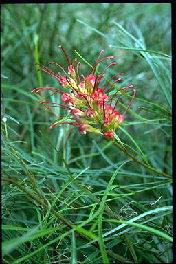 APII jpeg image of Grevillea 'Fire Sprite'  © contact APII