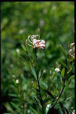 APII jpeg image of Grevillea 'Jennifer Joy'  © contact APII