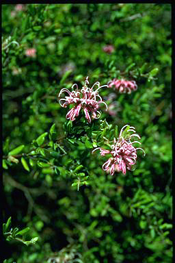 APII jpeg image of Grevillea 'Little Miss Muffit'  © contact APII