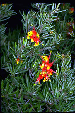 APII jpeg image of Grevillea 'McDonald Park'  © contact APII