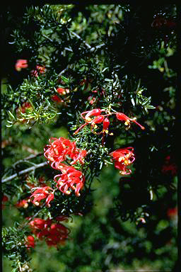 APII jpeg image of Grevillea 'Poorinda Beauty'  © contact APII