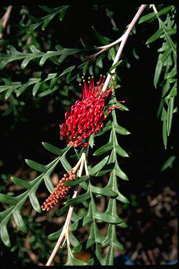 APII jpeg image of Grevillea 'Telopea Valley Frond'  © contact APII