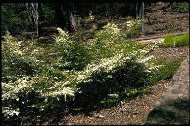 APII jpeg image of Leptospermum 'Little Lemon'  © contact APII