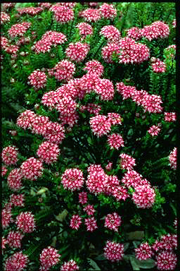 APII jpeg image of Pimelea 'Magenta Mist'  © contact APII