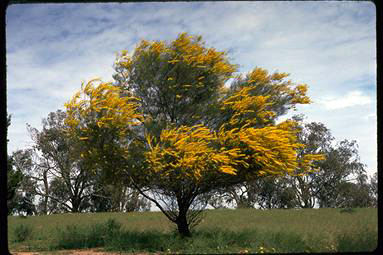 APII jpeg image of Acacia calamifolia  © contact APII