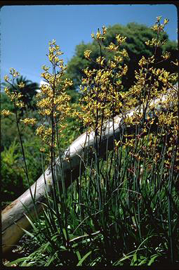 APII jpeg image of Anigozanthos flavidus  © contact APII