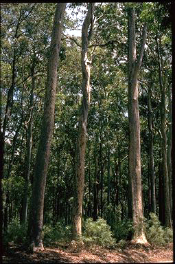 APII jpeg image of Corymbia maculata  © contact APII