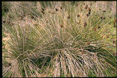 APII jpeg image of Isolepis nodosus  © contact APII